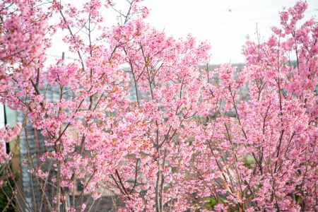 長岡　陽光桜