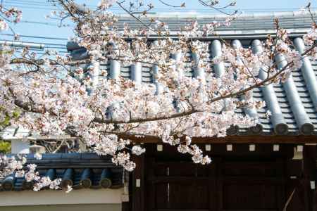 上品蓮台寺　3月23日の桜1