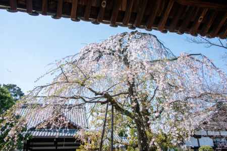 上品蓮台寺　3月23日の桜3