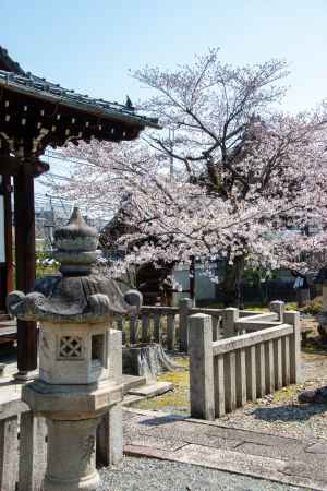 上品蓮台寺　3月23日の桜5