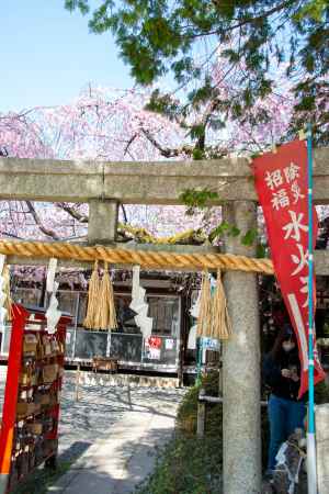 水火天満宮　3月23日の桜2