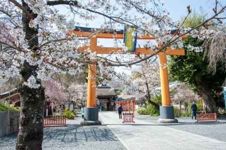 平野神社　3月23日の桜1