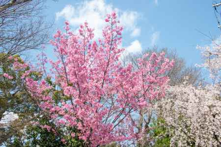 平野神社　3月23日の桜2