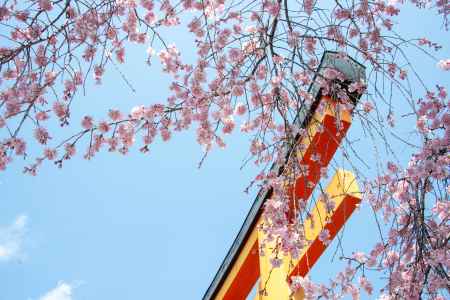 平野神社　3月23日の桜3