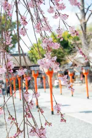 平野神社　3月23日の桜4