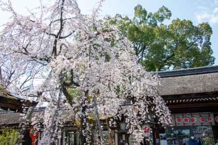 平野神社　3月23日の桜5