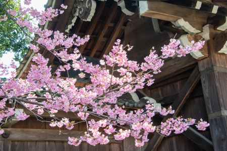 平野神社　3月23日の桜6