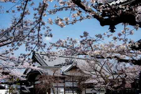 妙顕寺　3月23日の桜1