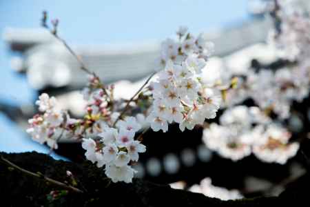 妙顕寺　3月23日の桜2
