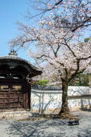 妙顕寺　3月23日の桜3