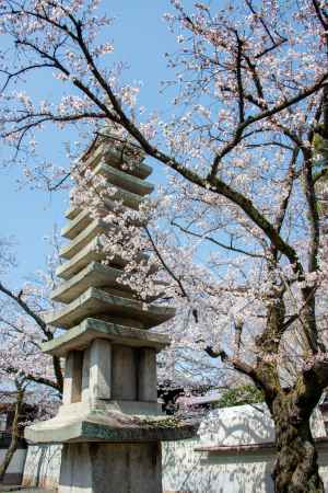 妙顕寺　3月23日の桜4