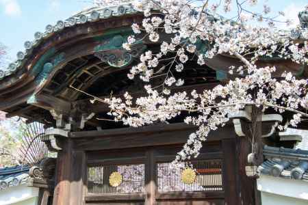 妙顕寺　3月23日の桜6