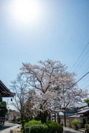妙顕寺　3月23日の桜7