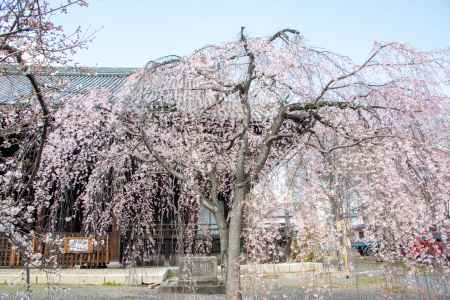 立本寺　3月23日の桜1