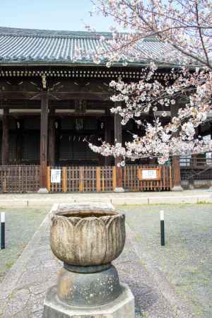 立本寺　3月23日の桜2