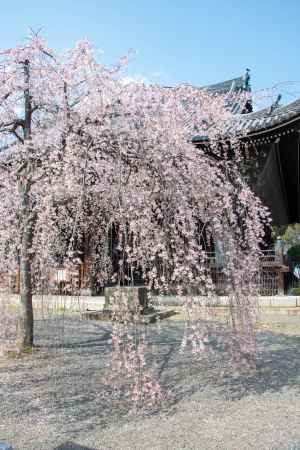 立本寺　3月23日の桜4