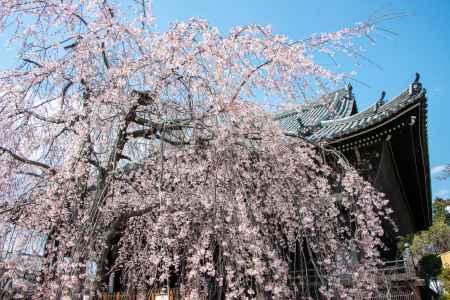 立本寺　3月23日の桜5