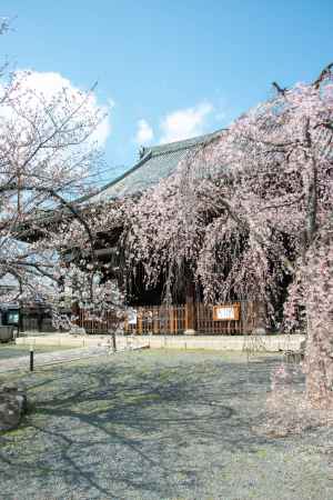 立本寺　3月23日の桜6