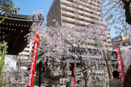 六角堂　3月23日の桜1