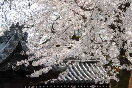 仏光寺　3月27日の桜1