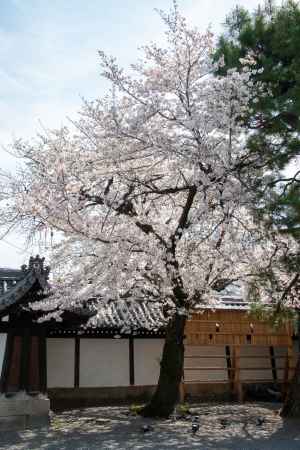 佛光寺　3月27日の桜2