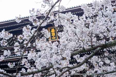 知恩院　3月27日の桜4