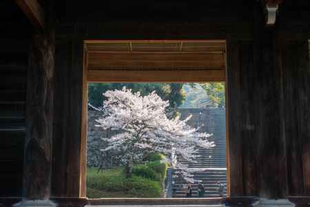 知恩院　3月27日の桜6