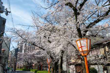 木屋町の桜1