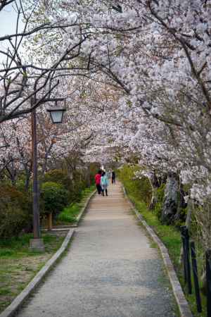 長岡天満宮　3月28日の桜2