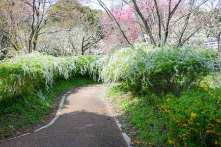 京都府立植物園　白の誘い道