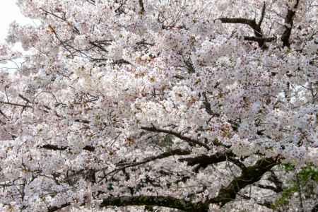 京都府立植物園　サクラ桜
