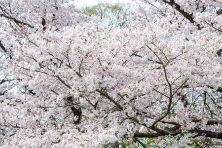 京都府立植物園　桜の海