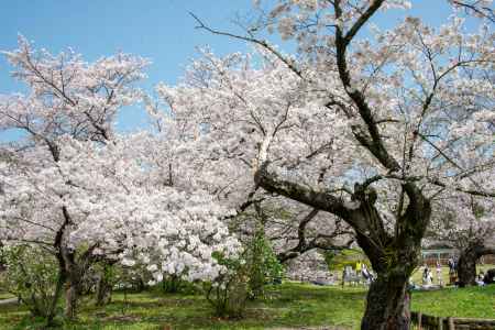 京都府立植物園　あふれる桜