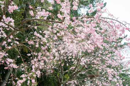 半木の道　3月29日の桜3
