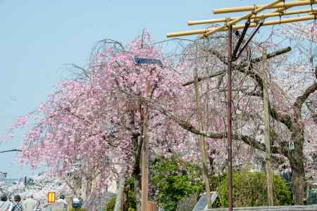 半木の道　3月29日の桜5