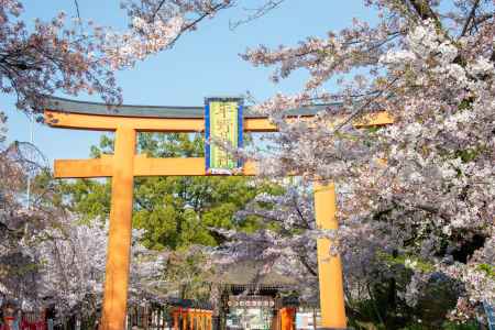平野神社　4月2日の桜1