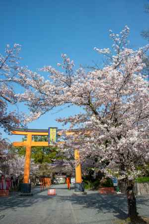 平野神社　4月2日の桜2