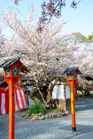 平野神社　4月2日の桜3
