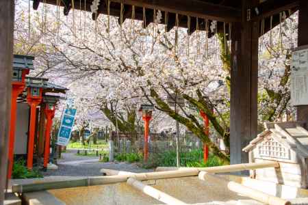 平野神社　4月2日の桜4