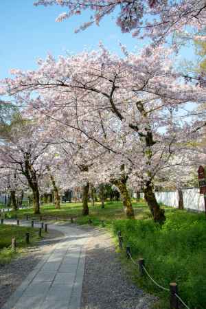 平野神社　4月2日の桜5