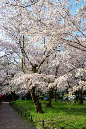 平野神社　4月2日の桜6