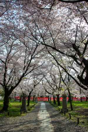 平野神社　4月2日の桜8