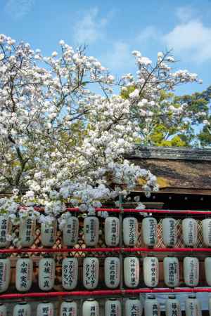 平野神社　4月2日の桜9