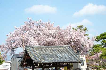 妙蓮寺　空に広がる桜