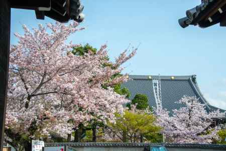 妙顕寺　本堂と桜