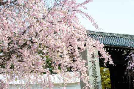 妙顕寺　咲きほこる桜
