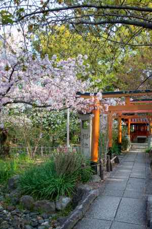 平野神社　櫻池にサクラ