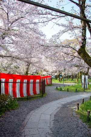 平野神社　紅白幕にサクラ