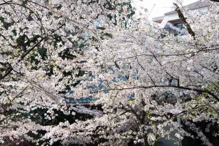 平野神社　満面の桜