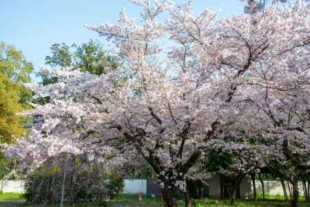 平野神社　春の色